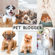 Pet Blogger Lightroom Preset 