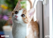 Pet Blogger Lightroom Preset 