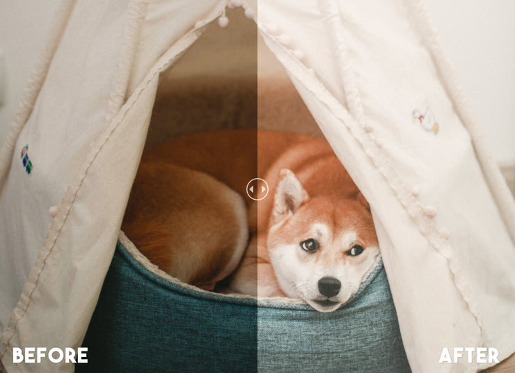 Pet Blogger Lightroom Preset 