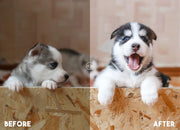 Pet Blogger Lightroom Preset 