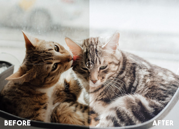 Pet Blogger Lightroom Preset 